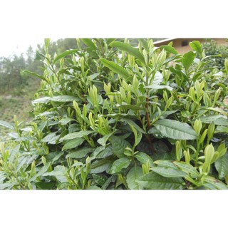 Chè Thái Nguyên ngon thượng hạng