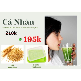 1kg hạt giống cỏ lúa mì hữu cơ tặng 3 khay trồng thuỷ canh