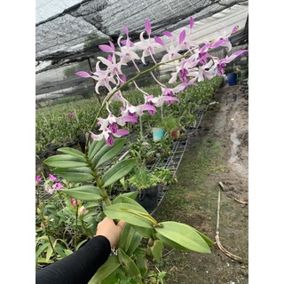 Lan Denro Nắng URAWAN CÂY TƠ