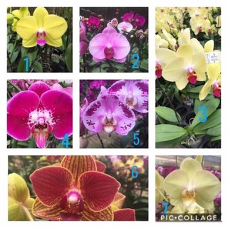 Lan hồ điệp đang nụ hoa để chơi tết