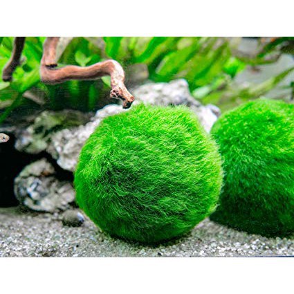 Tảo cầu marimo - tảo cầu may mắn Nhật Bản