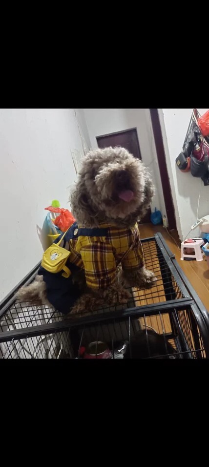 Combo quần áo cho chó mèo áo sơ mi caro vàng  ( tặng kèm túi đeo chéo da)