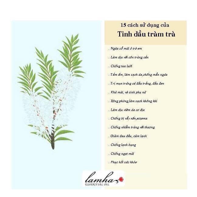 Tinh dầu tràm trà LA CHAMPA