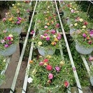 Chậu Treo Cây Hoa Mười Giờ thái mix nhiều màu