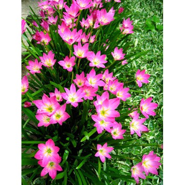 Hoa Tóc Tiên  - Chậu Hoa