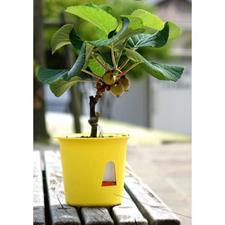 Hạt giống cây KIWI