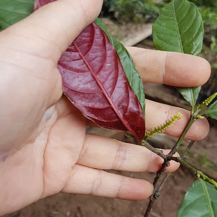🌿 Đơn mặt trời ( đơn đỏ ) cây trong bầu 💍 MUA 2 TẶNG 1 💍 Đơn hàng thanh toán trước tặng hạt giống sâm bố chính