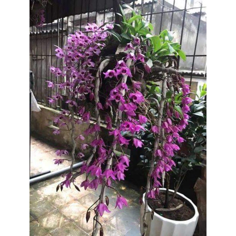 Trầm rừng tím cốc gieo hạt dài từ 15_19cm