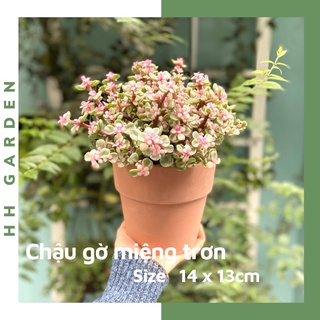 Chậu đất nung Gờ miệng trơn, Size 14x13cm Terracotta pots