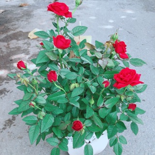 Chậu Hoa Hồng Có Hoa Sẵn