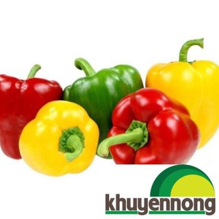 Hạt giống ớt chuông ngọt nhiều màu 20 hạt