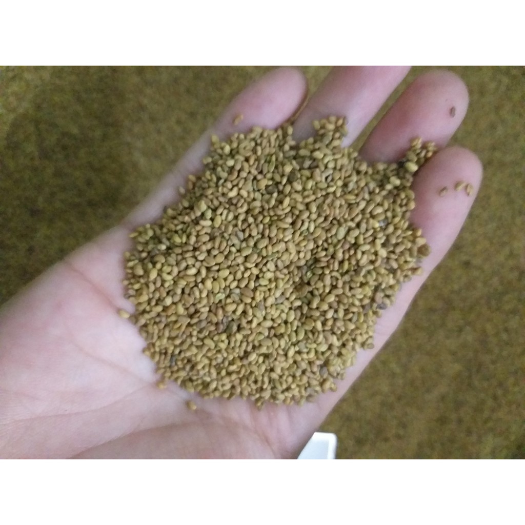 Hạt cỏ chăn nuôi ALFALFA Linh Lăng - Cỏ Họ Đậu (gói 1kg) - Hạt Giống Cỏ Chăn Nuôi