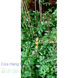 Cây Lan Tiêu