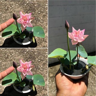 hạt giống Sen Nhật Mini 
