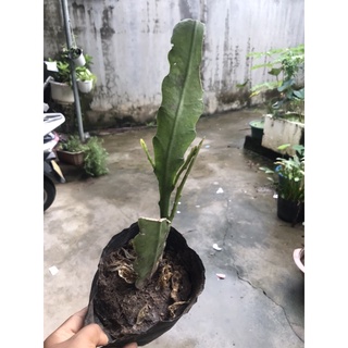 Nhật quỳnh vàng tuyền