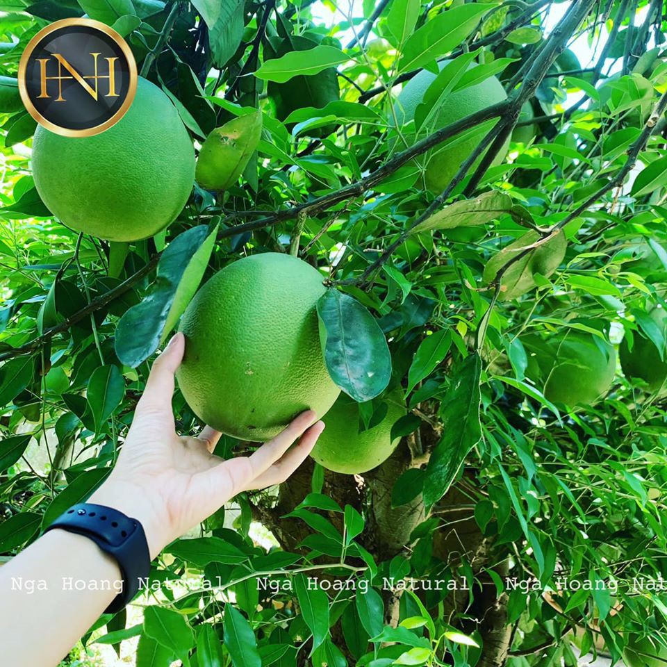 [ Chính Hãng ] tinh dầu bưởi Nga Hoàng | BigBuy360 - bigbuy360.vn