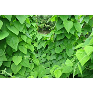 30 Hạt giống SƯƠNG SÂM LÔNG