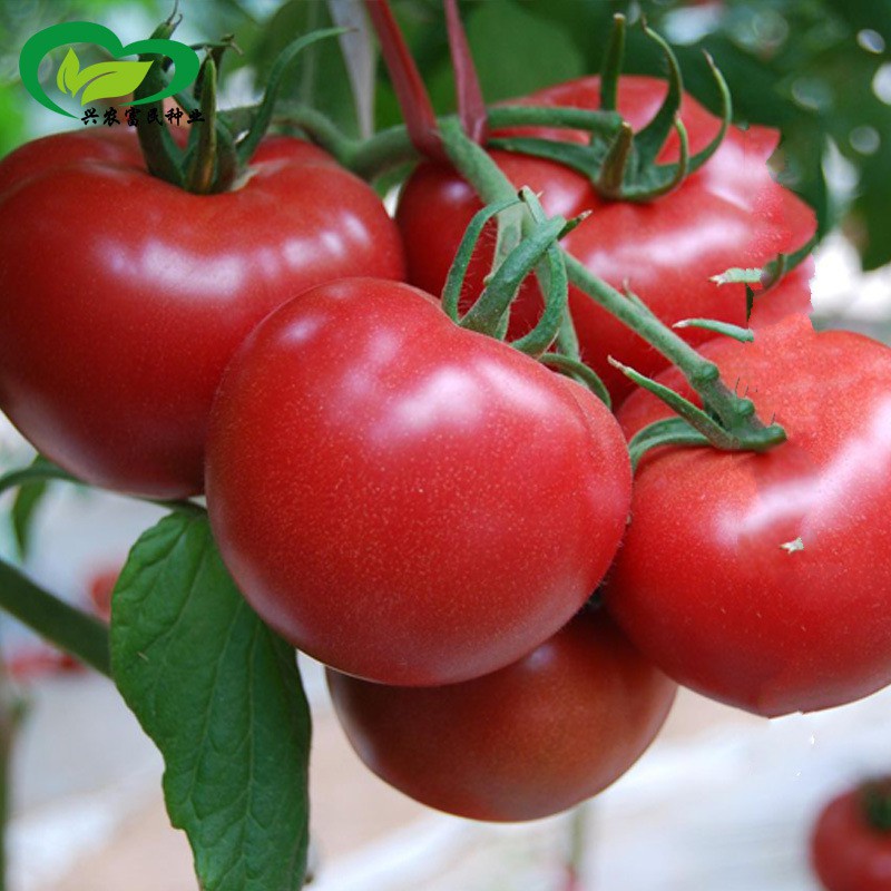 Hạt Giống Cà Chua Trứng Hồng Chịu Hạn Porter [Gói 10 Hạt]