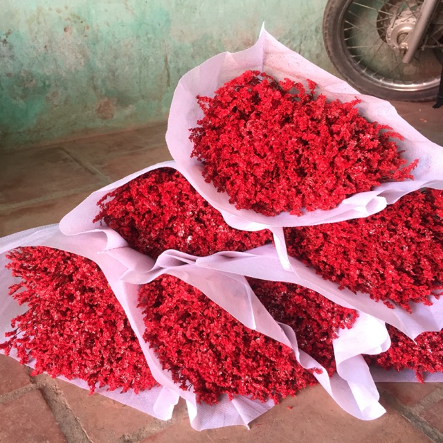 Hoa sao nhuộm màu