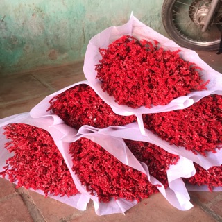 Hoa sao nhuộm màu