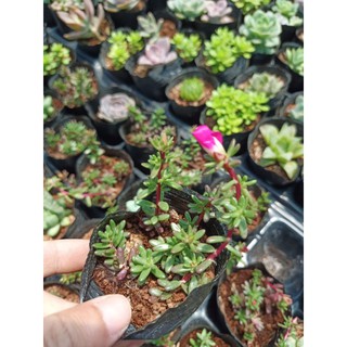 Sen đá sedum gạo tím (sedum nếp cẩm)
