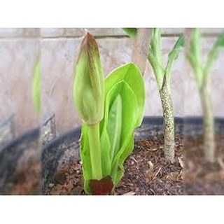 Tú cầu (bán củ cho hoa tết )