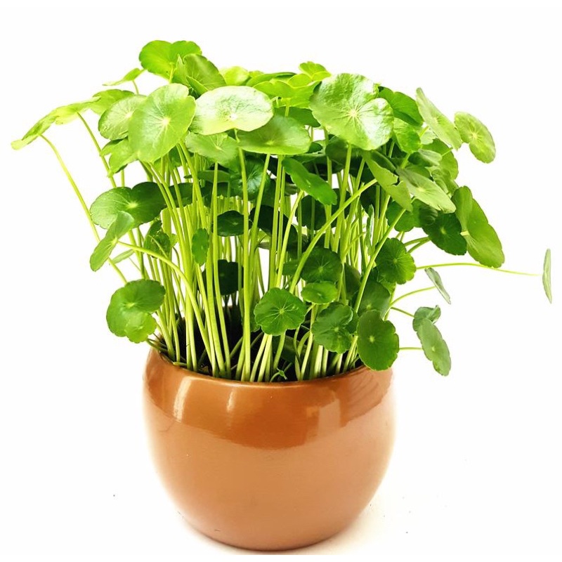 Cây cỏ đồng tiền để bàn- cỏ Nhật may mắn