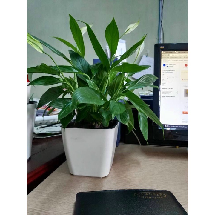 Chậu nhựa tự dưỡng 13 KT 13,5x13,5x12 cm