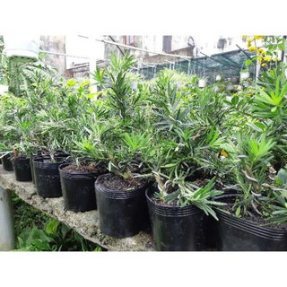 la hán tùng bonsai mini