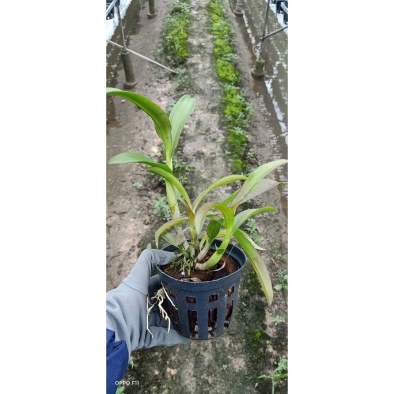 Hoa Lan Dendro màu đen ngọc trai cây tơ