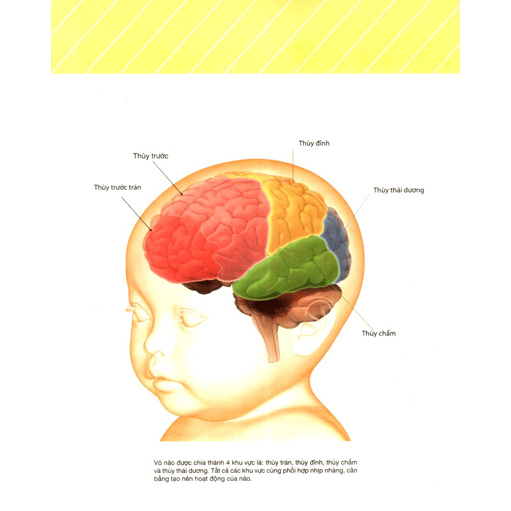 Sách - Nuôi Dưỡng Não Trẻ Từ 0 - 2 Tuổi