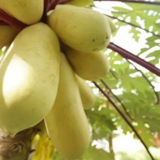 Hạt đu đủ vàng .giongcaynhap