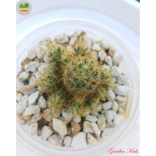 Xương rồng nhện vàng (Mammillaria Prolifera)