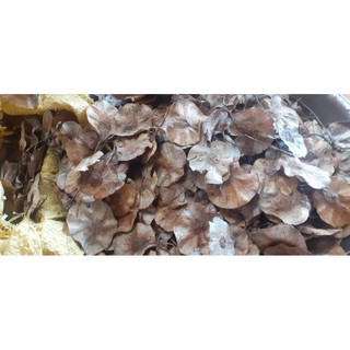 500gram giáng hương giống