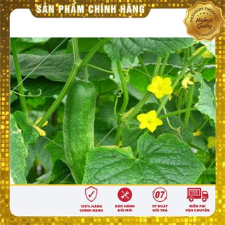 Bộ gói hạt giống Dưa chuột nếp ta