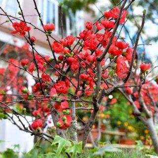 Mai đỏ siêu nụ. Cam kết nở nụ nhé
