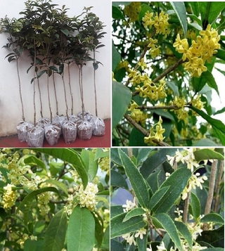Cây mộc hương, giống Cây mộc hương ta cây lớn, hoa sai cực thơm