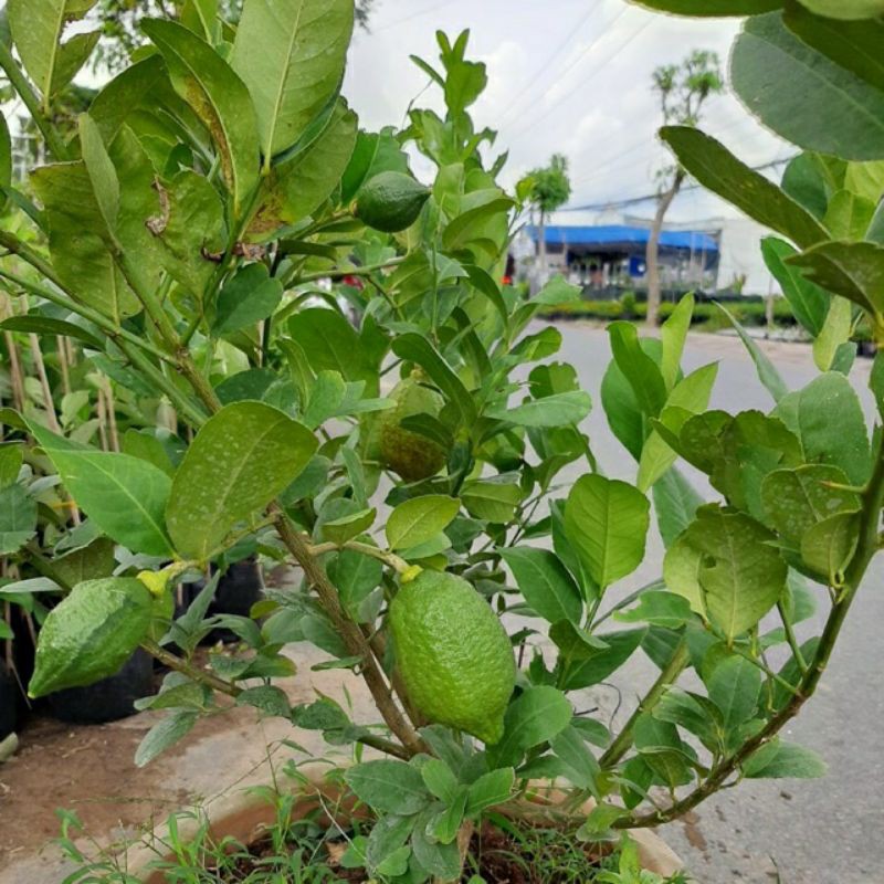 Chanh mỹ vàng đang trái