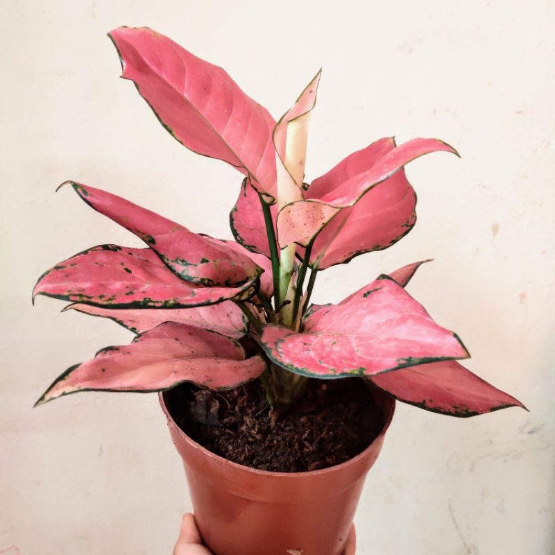 Cây Vạn Lộc Hồng, cây phong thủy để bàn siêu xinh