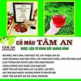Cỏ máu Tâm An Quảng Bình