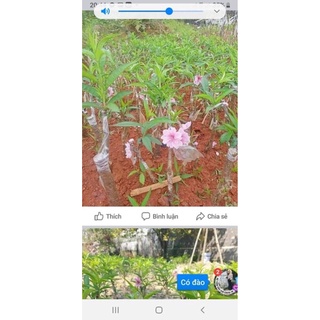 cây đào bích, đào phai giống