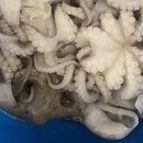160k 1kg bạch tuột baby
