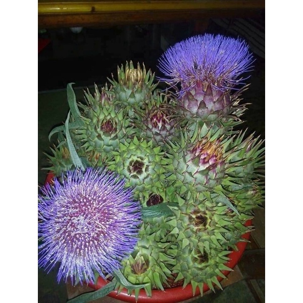 Hoa atisô tươi