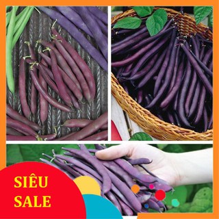 hạt giống đạu cove tím 5 gr  TẾT KHUYẾN MẠI