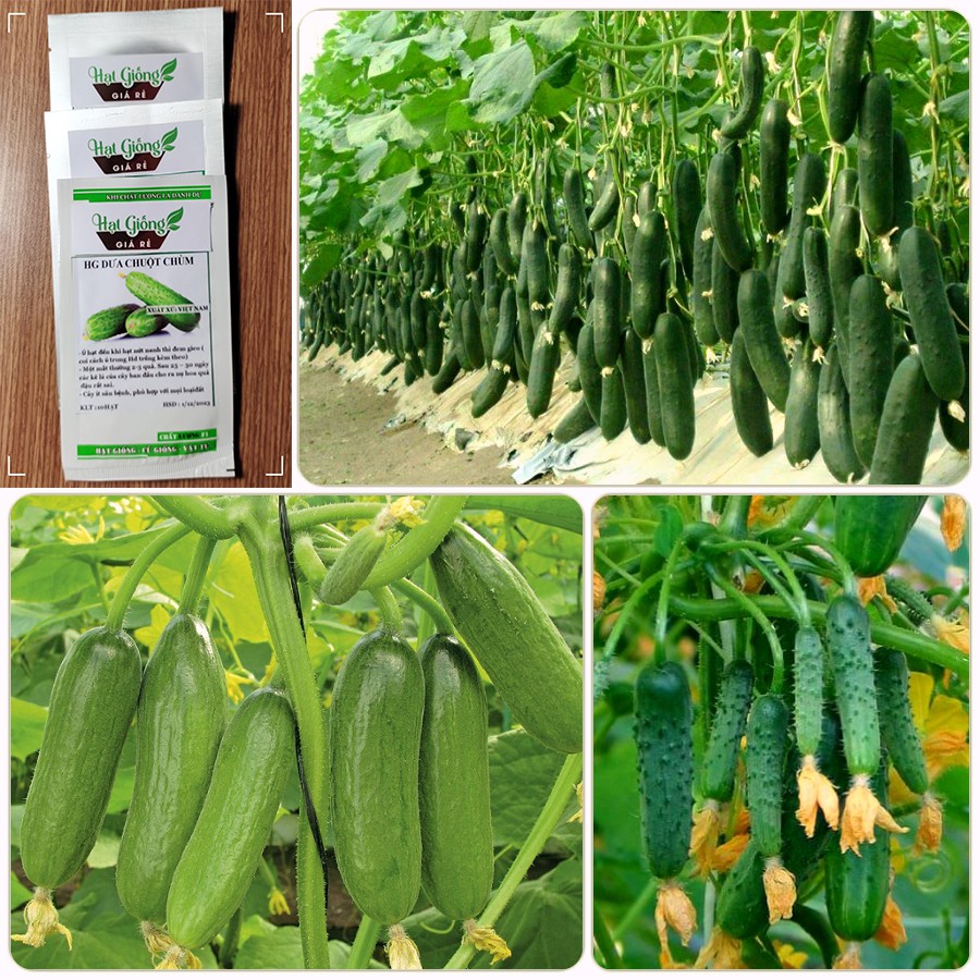 Hạt giống Dưa Chuột Chùm Siêu Trái - 10 Hạt