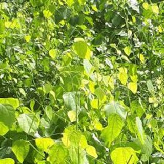 CÂY RAU BÒ KHAI GIỐNG