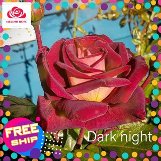 Mua Hoa hồng ngoại Dark Night – Nét đẹp huyền bí và đầy ma mị nhất- Vườn Hoa Melinhrose