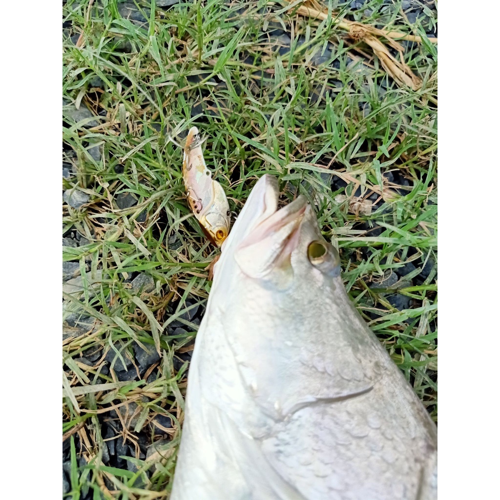 Mồi câu cá siêu nhạy lóc chẽm linxblade HKN Fishing