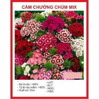 Hạt Giống Hoa Cẩm Chướng Chùm 20H