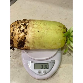 HẠT GIỐNG CỦ CẢI HÀN QUỐC( 20 HẠT)